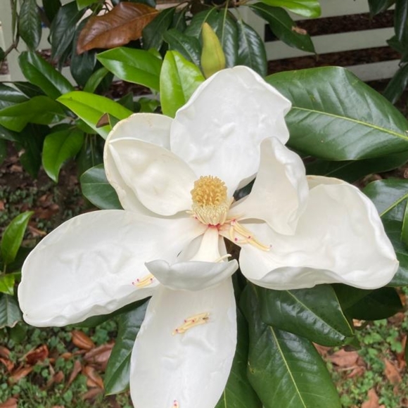 Meet your Posher, Simone - Picture 1 of 1